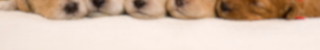 DOGGIES COLLECTION